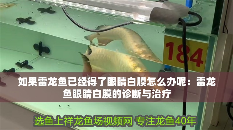 如果雷龍魚已經得了眼睛白膜怎么辦呢：雷龍魚眼睛白膜的診斷與治療