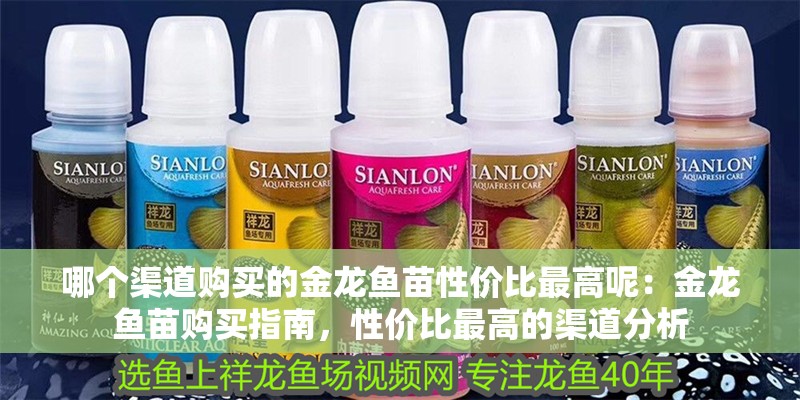 哪個渠道購買的金龍魚苗性價比最高呢：金龍魚苗購買指南，性價比最高的渠道分析