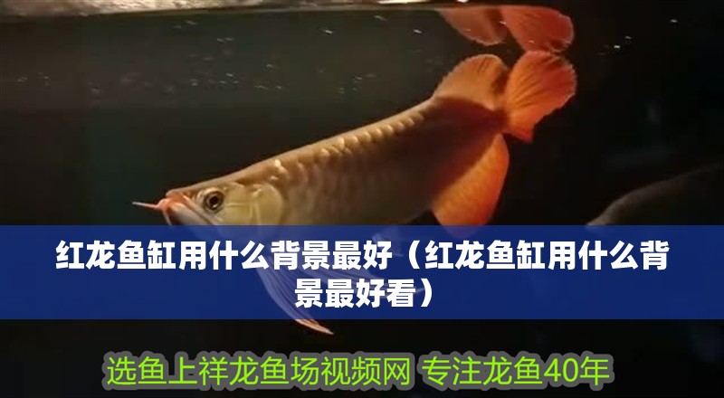 紅龍魚缸用什么背景最好（紅龍魚缸用什么背景最好看）