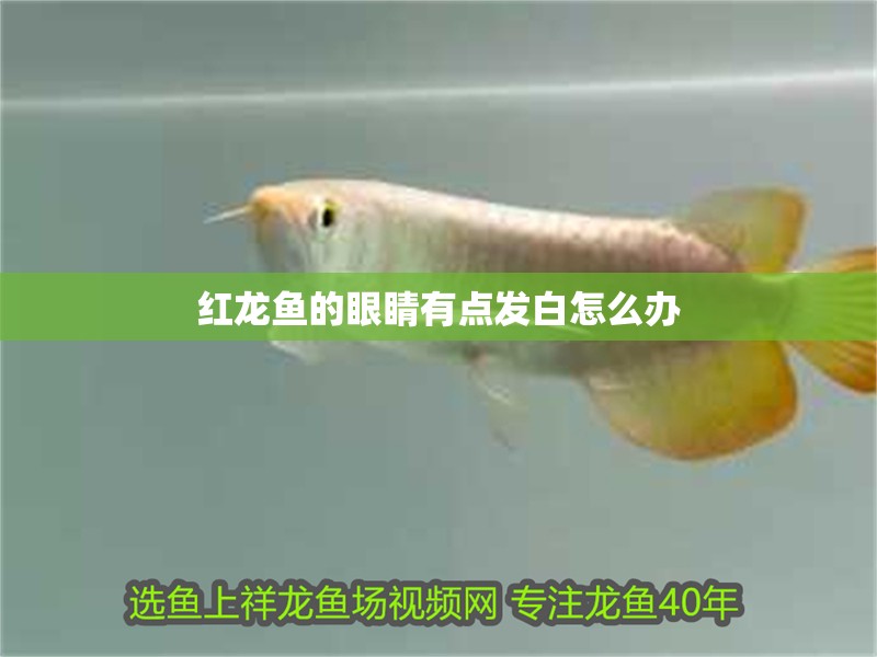紅龍魚用黃燈烤有用嗎 紅龍魚的眼睛有點發(fā)白怎么辦 龍魚百科 紅龍魚的眼睛有點發(fā)白怎么辦 紅龍魚的眼睛有點發(fā)白怎么辦 龍魚百科