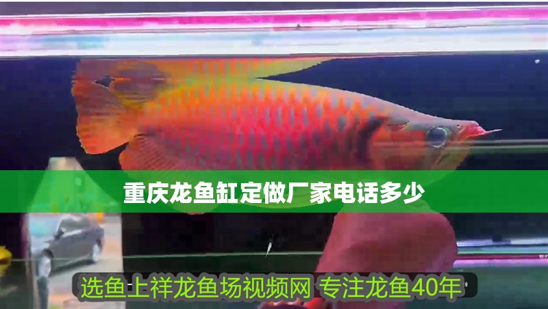 火焰變色龍魚混養：火焰變色龍魚在混養時需要謹慎選擇混養伙伴