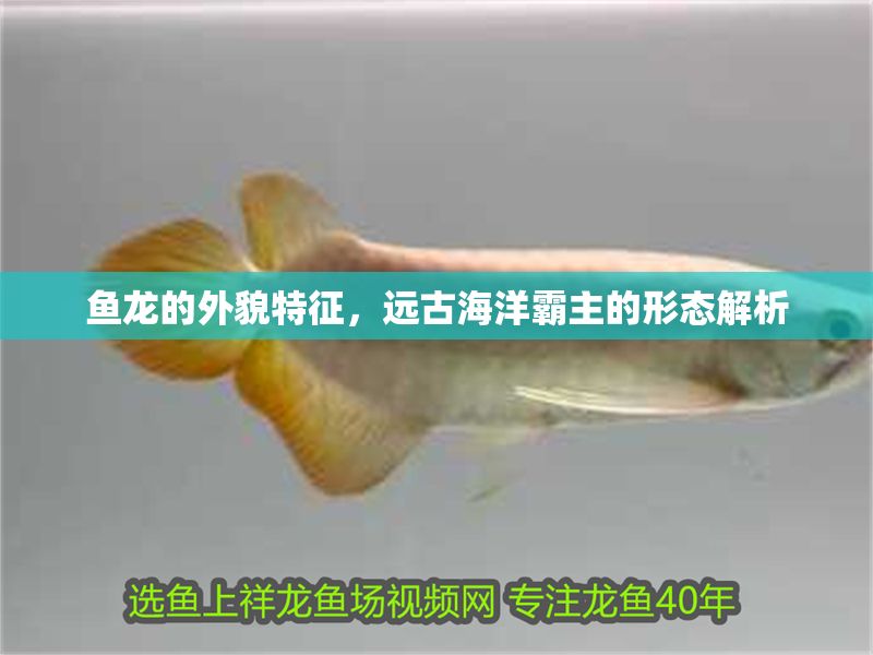 魚龍的外貌特征，遠古海洋霸主的形態(tài)解析