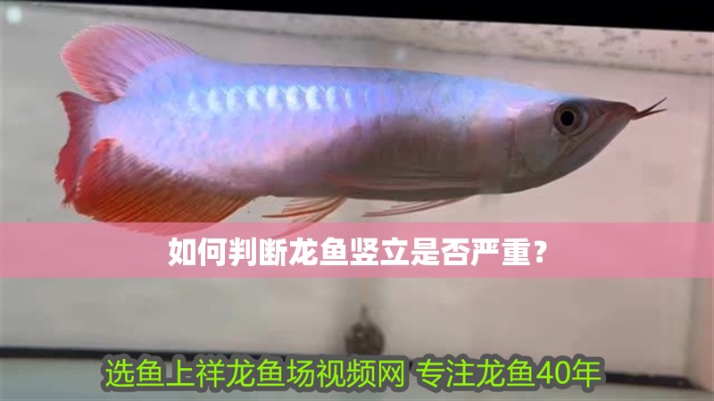 如何判斷龍魚豎立是否嚴重？