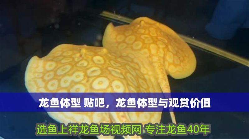 龍魚體型 貼吧，龍魚體型與觀賞價值
