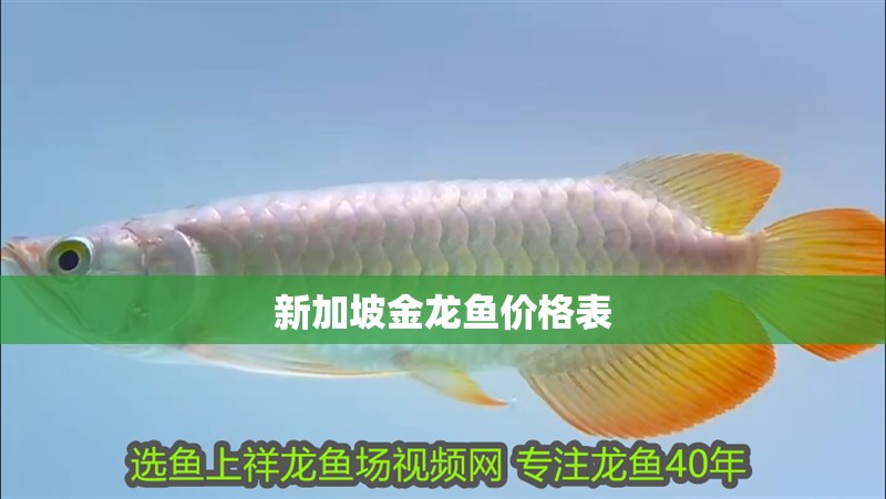 新加坡金龍魚價格表