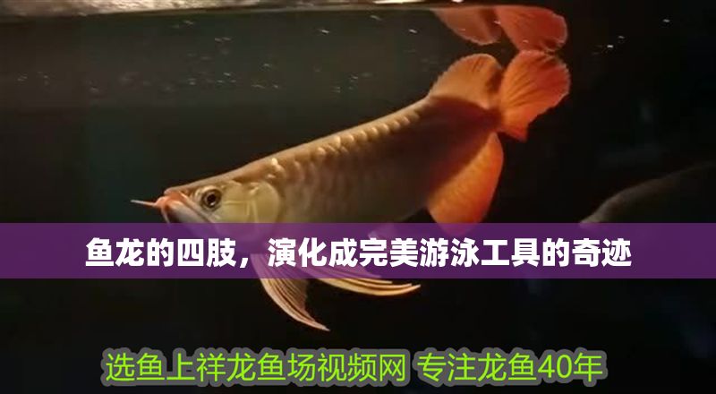 魚龍的四肢，演化成完美游泳工具的奇跡 魚龍的四肢，演化成完美游泳工具的奇跡 龍魚百科 第1張