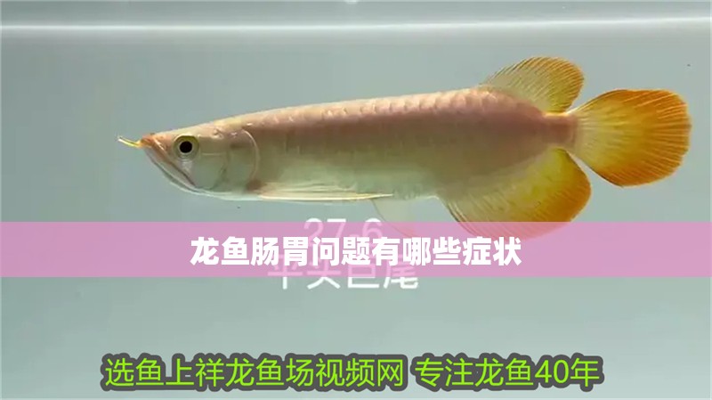 龍魚(yú)腸胃問(wèn)題有哪些癥狀