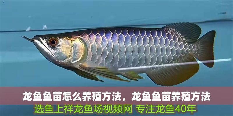 龍魚魚苗怎么養(yǎng)殖方法，龍魚魚苗養(yǎng)殖方法
