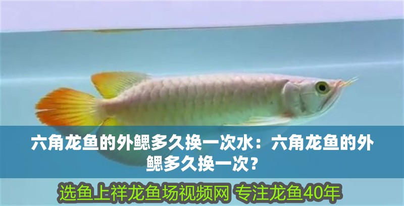 六角龍魚的外鰓多久換一次水：六角龍魚的外鰓多久換一次？