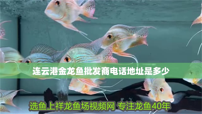 連云港金龍魚批發(fā)商電話地址是多少