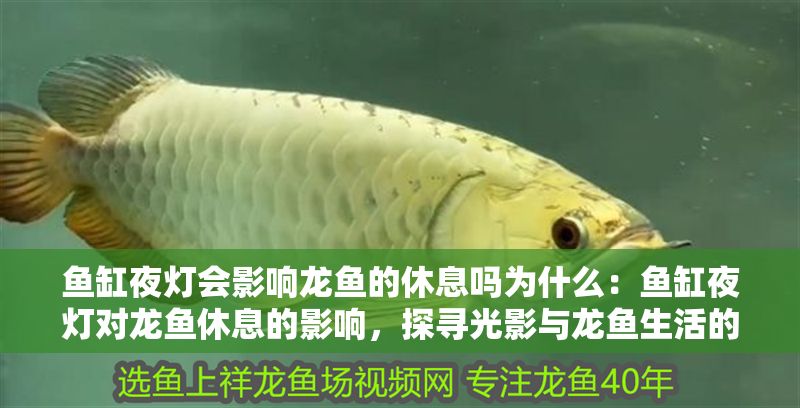 魚缸夜燈會影響龍魚的休息嗎為什么：魚缸夜燈對龍魚休息的影響，探尋光影與龍魚生活的微妙關聯