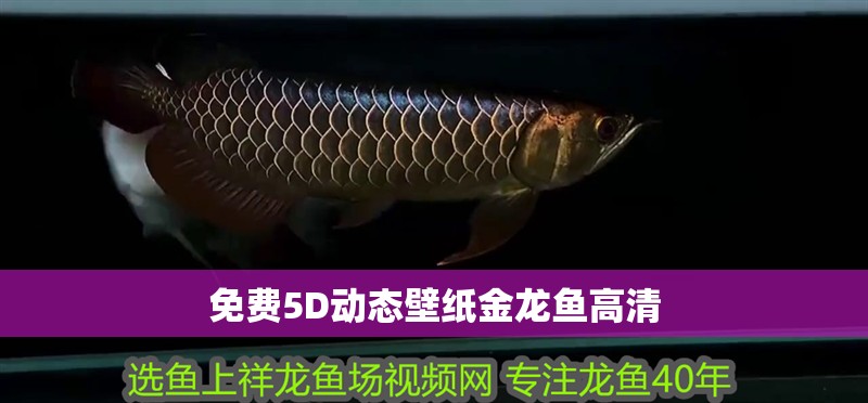 免費5D動態壁紙金龍魚高清