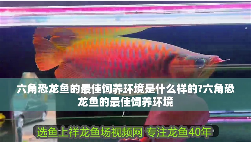 六角恐龍魚的最佳飼養(yǎng)環(huán)境是什么樣的?六角恐龍魚的最佳飼養(yǎng)環(huán)境
