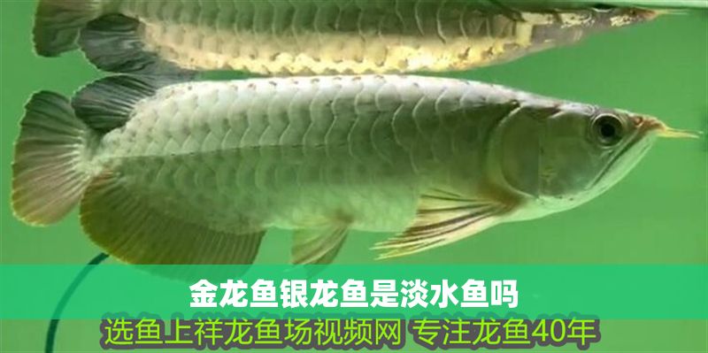 金龍魚銀龍魚是淡水魚嗎