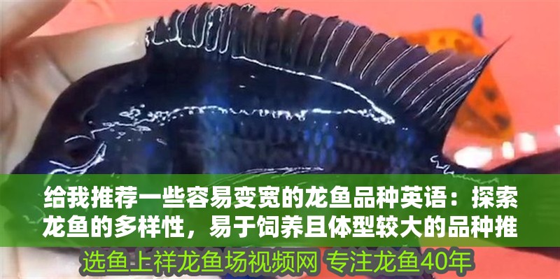 給我推薦一些容易變寬的龍魚品種英語：探索龍魚的多樣性，易于飼養且體型較大的品種推薦