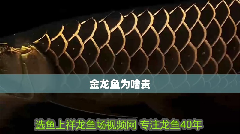 金龍魚為啥貴