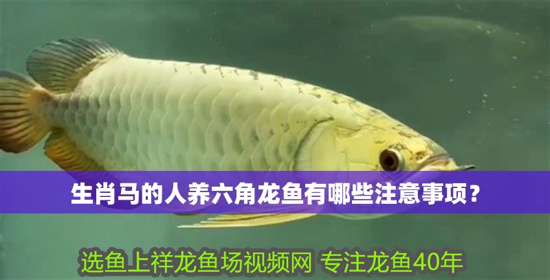生肖馬的人養六角龍魚有哪些注意事項？