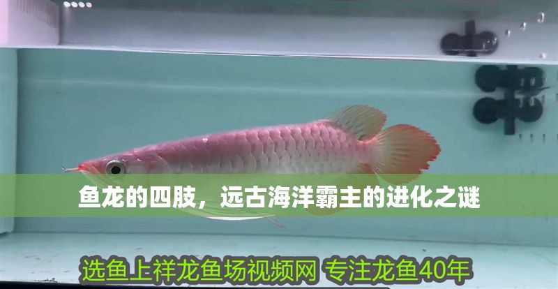 魚龍的四肢，遠古海洋霸主的進化之謎