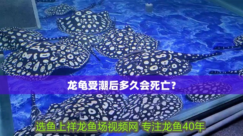 龍龜受潮后多久會死亡？