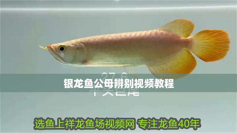 銀龍魚公母辨別視頻教程
