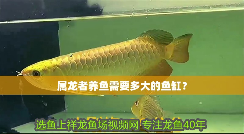 屬龍者養(yǎng)魚需要多大的魚缸？