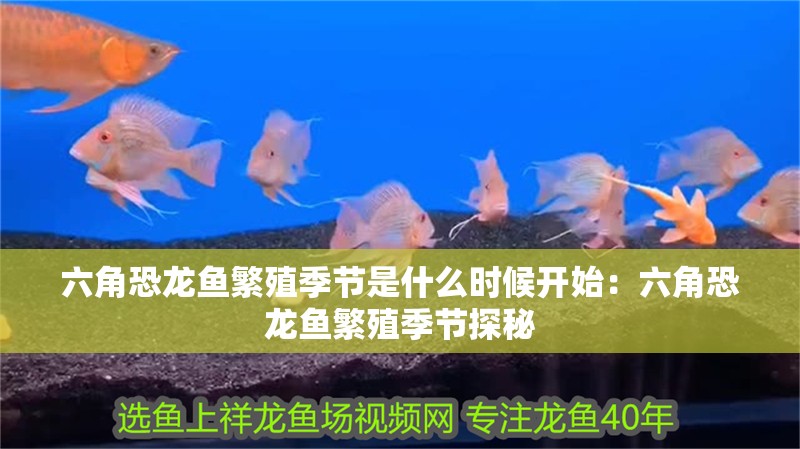 六角恐龍魚繁殖季節(jié)是什么時候開始：六角恐龍魚繁殖季節(jié)探秘
