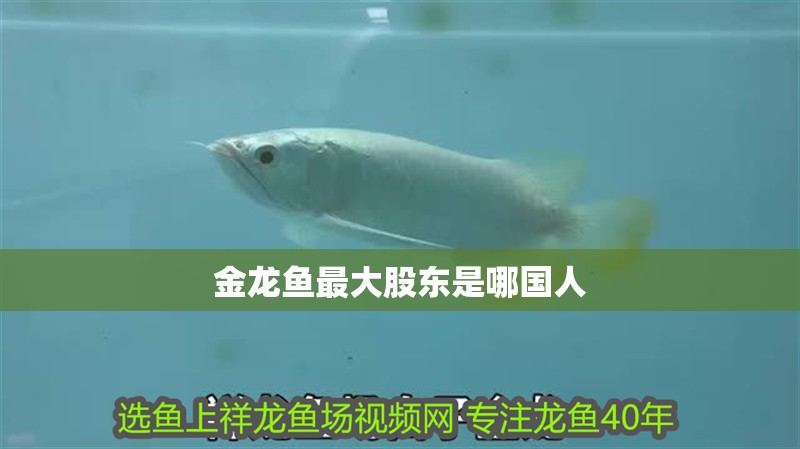 金龍魚最大股東是哪國(guó)人 金龍魚最大股東是哪國(guó)人 龍魚百科