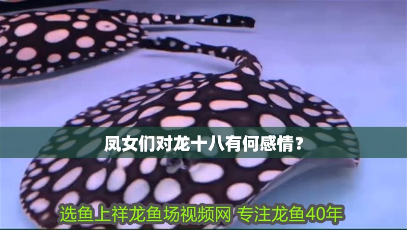 六角龍魚鰓爛能自愈嗎？