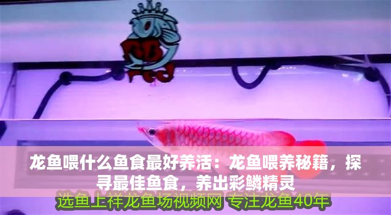 龍魚喂什么魚食最好養活：龍魚喂養秘籍，探尋最佳魚食，養出彩鱗精靈