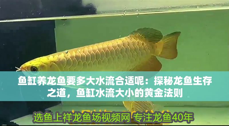 魚缸養龍魚要多大水流合適呢：探秘龍魚生存之道，魚缸水流大小的黃金法則