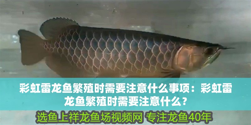 彩虹雷龍魚繁殖時需要注意什么事項：彩虹雷龍魚繁殖時需要注意什么？