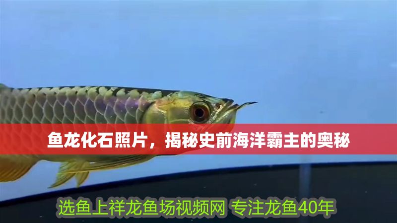 魚龍化石照片，揭秘史前海洋霸主的奧秘