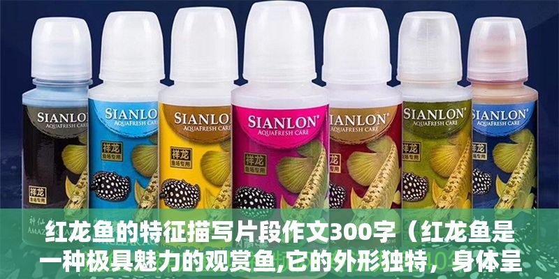紅龍魚的特征描寫片段作文300字（紅龍魚是一種極具魅力的觀賞魚,它的外形獨特，身體呈圓筒形）