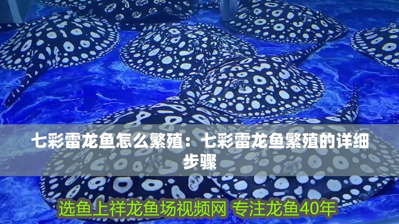 七彩雷龍魚怎么繁殖：七彩雷龍魚繁殖的詳細步驟