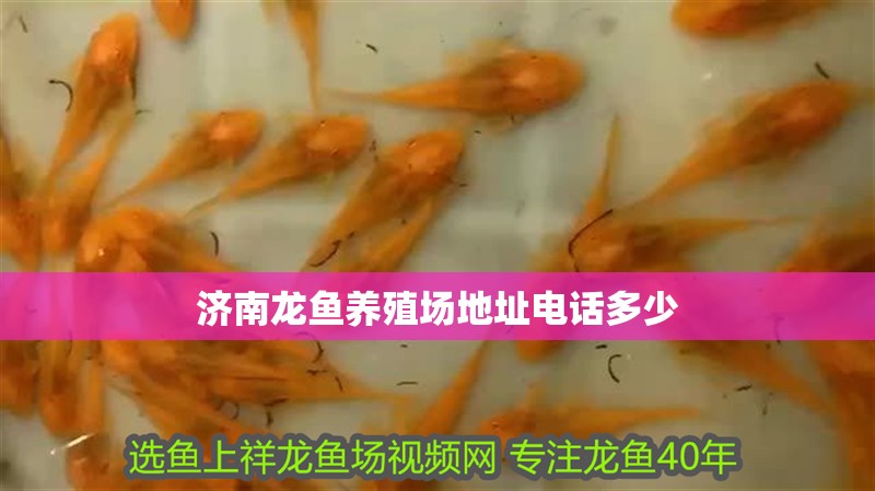濟南龍魚養殖場地址電話多少