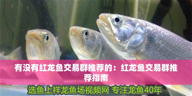 有沒(méi)有紅龍魚(yú)交易群推薦的：紅龍魚(yú)交易群推薦指南