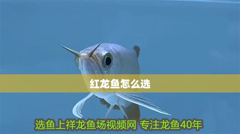 紅龍魚怎么選