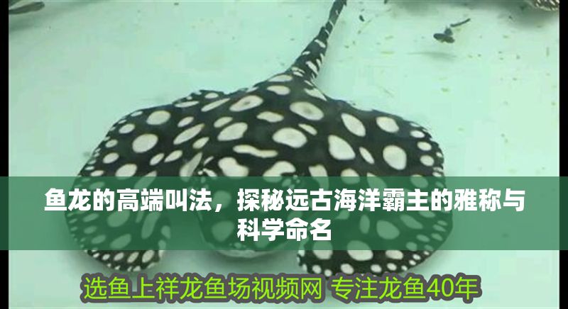 魚龍的高端叫法，探秘遠古海洋霸主的雅稱與科學命名