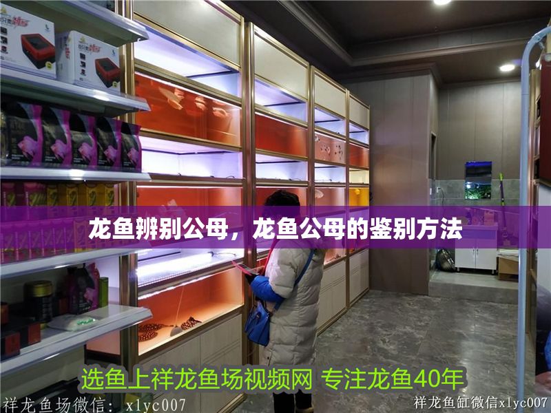 龍魚辨別公母，龍魚公母的鑒別方法