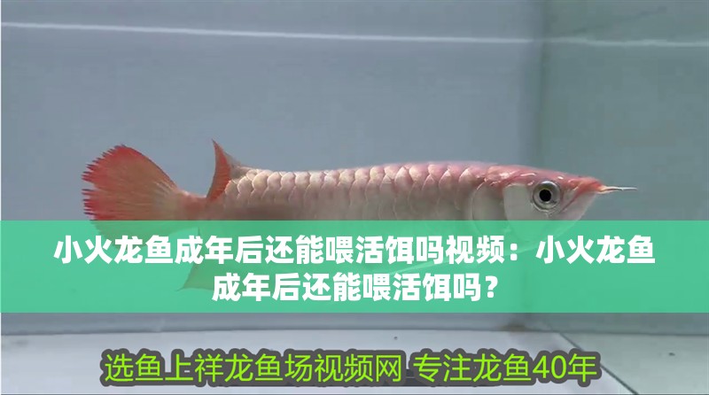 小火龍魚成年后還能喂活餌嗎視頻：小火龍魚成年后還能喂活餌嗎？