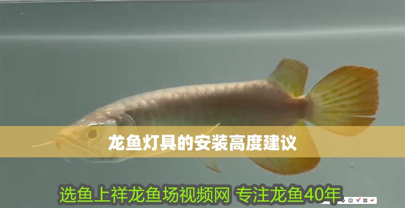 龍魚燈具的安裝高度建議