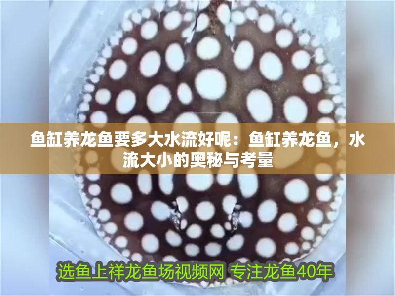 魚缸養(yǎng)龍魚要多大水流好呢：魚缸養(yǎng)龍魚，水流大小的奧秘與考量