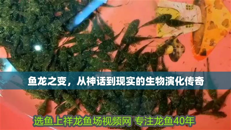 魚龍之變，從神話到現實的生物演化傳奇