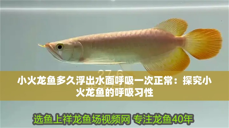 小火龍魚多久浮出水面呼吸一次正常：探究小火龍魚的呼吸習(xí)性