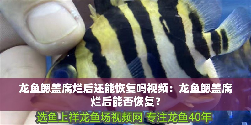 龍魚鰓蓋腐爛后還能恢復嗎視頻：龍魚鰓蓋腐爛后能否恢復？