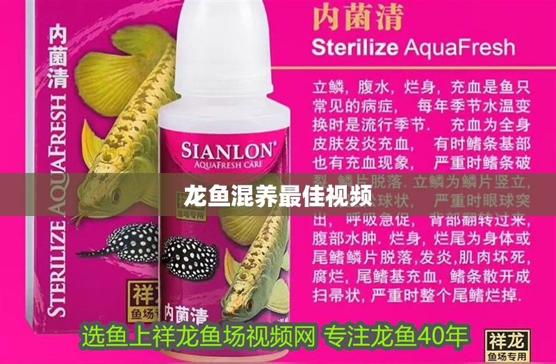 紅龍魚的最好品種多少錢一條（紅龍魚價格多少錢一條）