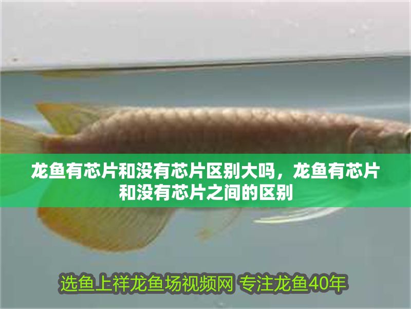 龍魚有芯片和沒有芯片區別大嗎，龍魚有芯片和沒有芯片之間的區別