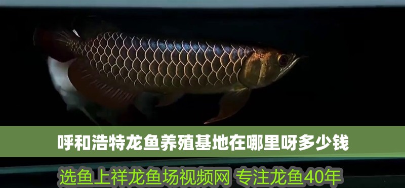呼和浩特龍魚養(yǎng)殖基地在哪里呀多少錢