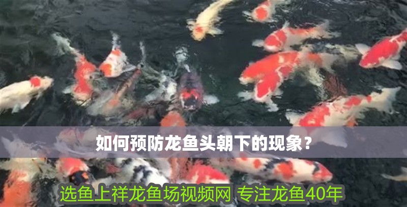 如何預防龍魚頭朝下的現象？