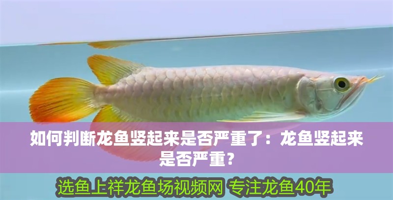 如何判斷龍魚豎起來是否嚴(yán)重了：龍魚豎起來是否嚴(yán)重？